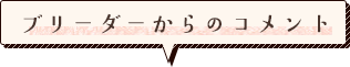 ブリーダーからのコメント