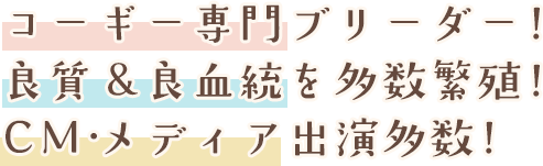 コーギー専門ブリーダー！良質&良血統を多数繁殖！CM・メディア出演多数！